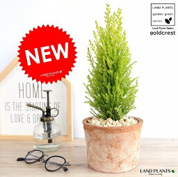 観葉植物 ゴールドクレスト 還暦祝いプレゼント 人気ブランドランキング21 ベストプレゼント 観葉植物 ゴールドクレスト 還暦祝いプレゼント 人気ブランドランキング21 ベストプレゼント