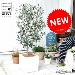 観葉植物 オリーブ 人気ブランドランキング21 ベストプレゼント 観葉植物 オリーブ 人気ブランドランキング21 ベストプレゼント