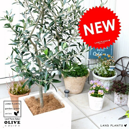 観葉植物 オリーブ 人気ブランドランキング22 ベストプレゼント