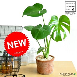 モンステラ 人気ブランドランキング ベストプレゼント