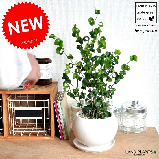 観葉植物 人気ブランドランキング22 ベストプレゼント