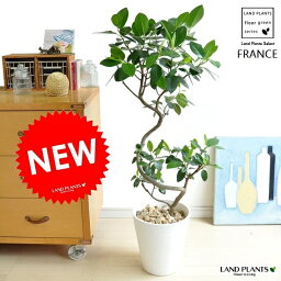 観葉植物 フィカス ゴム 人気ブランドランキング ベストプレゼント