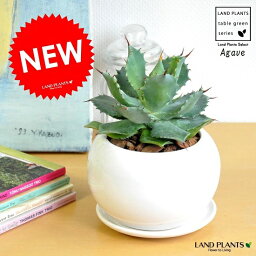 観葉植物 アロエ 人気ブランドランキング21 ベストプレゼント 観葉植物 アロエ 人気ブランドランキング21 ベストプレゼント