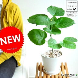 観葉植物 新築祝い 新居祝いプレゼント 人気ランキング21 ベストプレゼント 観葉植物 新築祝い 新居祝いプレゼント 人気ランキング21 ベストプレゼント