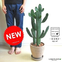 サボテン 人気ブランドランキング21 ベストプレゼント サボテン 人気ブランドランキング21 ベストプレゼント