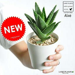 観葉植物 アロエ 人気ブランドランキング ベストプレゼント