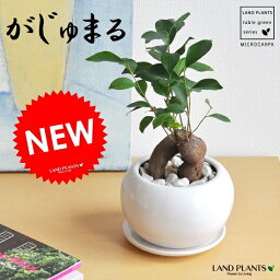 男性 メンズへの観葉植物 人気プレゼントランキング21 ベストプレゼント 男性 メンズへの観葉植物 人気プレゼントランキング21 ベストプレゼント