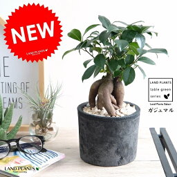 観葉植物 新築祝い 新居祝いプレゼント 人気ランキング21 ベストプレゼント 観葉植物 新築祝い 新居祝いプレゼント 人気ランキング21 ベストプレゼント