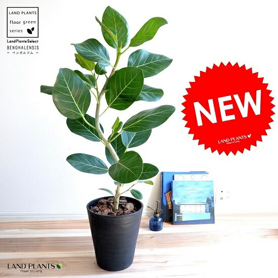 観葉植物 ゴムの木 人気ブランドランキング22 ベストプレゼント