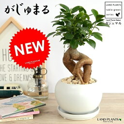 男性 メンズへの観葉植物 人気プレゼントランキング21 ベストプレゼント 男性 メンズへの観葉植物 人気プレゼントランキング21 ベストプレゼント