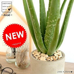 観葉植物 アロエ 人気ブランドランキング21 ベストプレゼント 観葉植物 アロエ 人気ブランドランキング21 ベストプレゼント