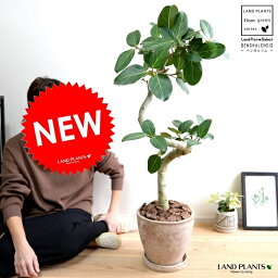 観葉植物 フィカス ゴム 人気ブランドランキング21 ベストプレゼント 観葉植物 フィカス ゴム 人気ブランドランキング21 ベストプレゼント