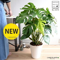 モンステラ 人気ブランドランキング ベストプレゼント