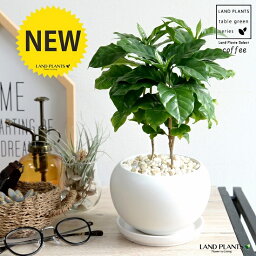 女性への観葉植物 人気プレゼントランキング21 ベストプレゼント 女性への観葉植物 人気プレゼントランキング21 ベストプレゼント