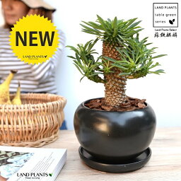 観葉植物 ソテツ 人気ブランドランキング22 ベストプレゼント 観葉植物 ソテツ 人気ブランドランキング22 ベストプレゼント