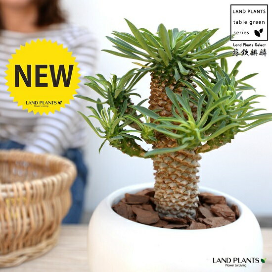 観葉植物 人気ブランドランキング22 2 3ページ ベストプレゼント