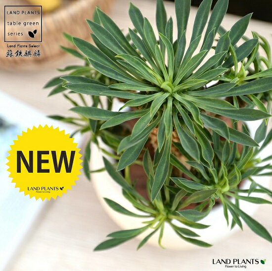 観葉植物 ソテツ 結婚祝いプレゼント 人気ブランドランキング21 ベストプレゼント