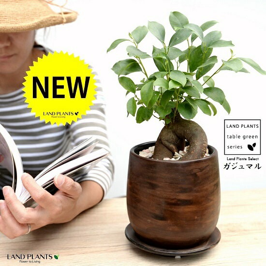 男性 メンズへの観葉植物 人気プレゼントランキング21 ベストプレゼント