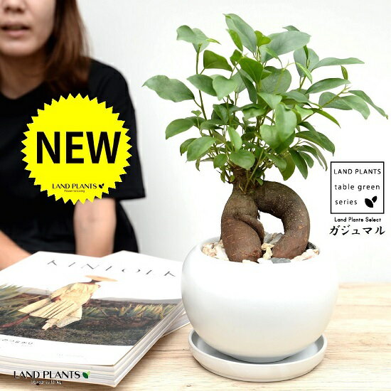 男性 メンズへの観葉植物 人気プレゼントランキング21 ベストプレゼント