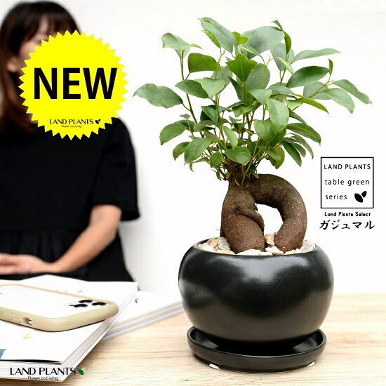 観葉植物 ガジュマル 人気ブランドランキング21 ベストプレゼント