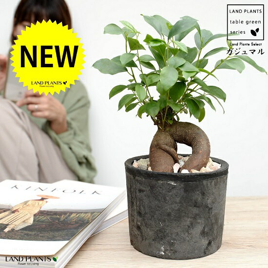 観葉植物 ガジュマル 人気ブランドランキング21 ベストプレゼント