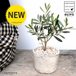 観葉植物 オリーブ 人気ブランドランキング21 ベストプレゼント 観葉植物 オリーブ 人気ブランドランキング21 ベストプレゼント