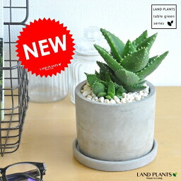観葉植物 アロエ 人気ブランドランキング21 ベストプレゼント 観葉植物 アロエ 人気ブランドランキング21 ベストプレゼント