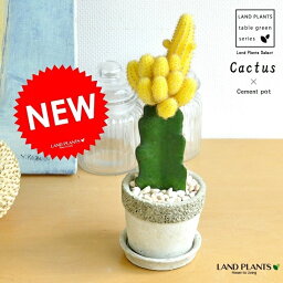 サボテン 結婚祝いプレゼント 人気ランキング ベストプレゼント