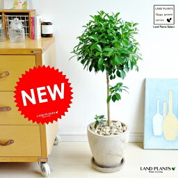 女性への観葉植物 人気プレゼントランキング ベストプレゼント