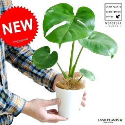 モンステラ 人気ブランドランキング ベストプレゼント