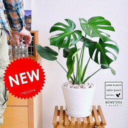 モンステラ 人気ブランドランキング ベストプレゼント