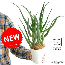 観葉植物 アロエ 人気ブランドランキング21 ベストプレゼント 観葉植物 アロエ 人気ブランドランキング21 ベストプレゼント