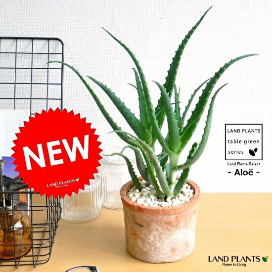 観葉植物 アロエ 人気ブランドランキング21 ベストプレゼント