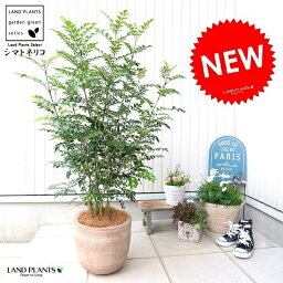 観葉植物 シマトネリコ 人気ブランドランキング21 ベストプレゼント 観葉植物 シマトネリコ 人気ブランドランキング21 ベストプレゼント