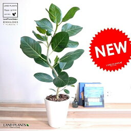 観葉植物 ゴムの木 人気ブランドランキング21 ベストプレゼント 観葉植物 ゴムの木 人気ブランドランキング21 ベストプレゼント