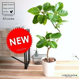 観葉植物 ゴムの木 人気ブランドランキング21 ベストプレゼント 観葉植物 ゴムの木 人気ブランドランキング21 ベストプレゼント