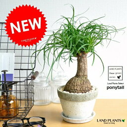 観葉植物 母の日プレゼント 人気ランキング21 2 4ページ ベストプレゼント 観葉植物 母の日プレゼント 人気ランキング21 2 4ページ ベストプレゼント