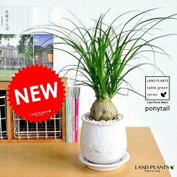 観葉植物 母の日プレゼント 人気ランキング21 2 4ページ ベストプレゼント 観葉植物 母の日プレゼント 人気ランキング21 2 4ページ ベストプレゼント