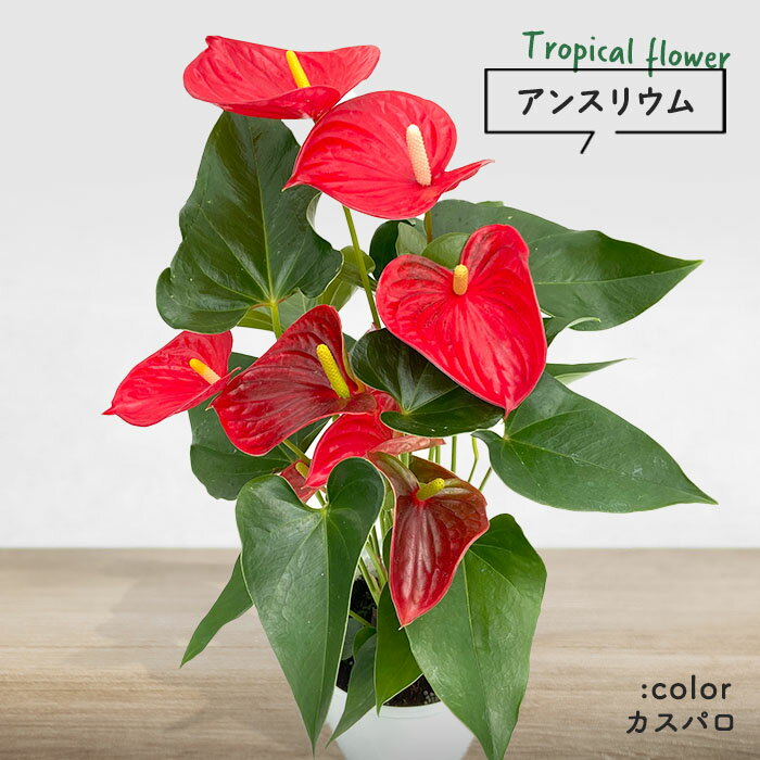 40代への観葉植物 結婚祝いプレゼント 人気ランキング22 ベストプレゼント