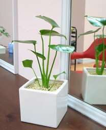 モンステラ 人気ブランドランキング21 ベストプレゼント モンステラ 人気ブランドランキング21 ベストプレゼント