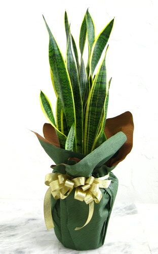 男性 メンズへの観葉植物 人気プレゼントランキング22 ベストプレゼント