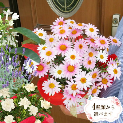 母の日ギフトにおすすめの花の鉢植え 人気ブランドランキングtop18 21年版 ベストプレゼントガイド 母の日ギフトにおすすめの花の鉢植え 人気ブランドランキングtop18 21年版 ベストプレゼントガイド