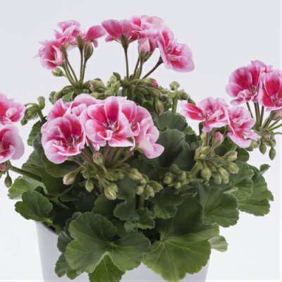 母の日ギフトにおすすめの花の鉢植え 人気ブランドランキングtop18 21年版 ベストプレゼントガイド 母の日ギフトにおすすめの花の鉢植え 人気ブランドランキングtop18 21年版 ベストプレゼントガイド