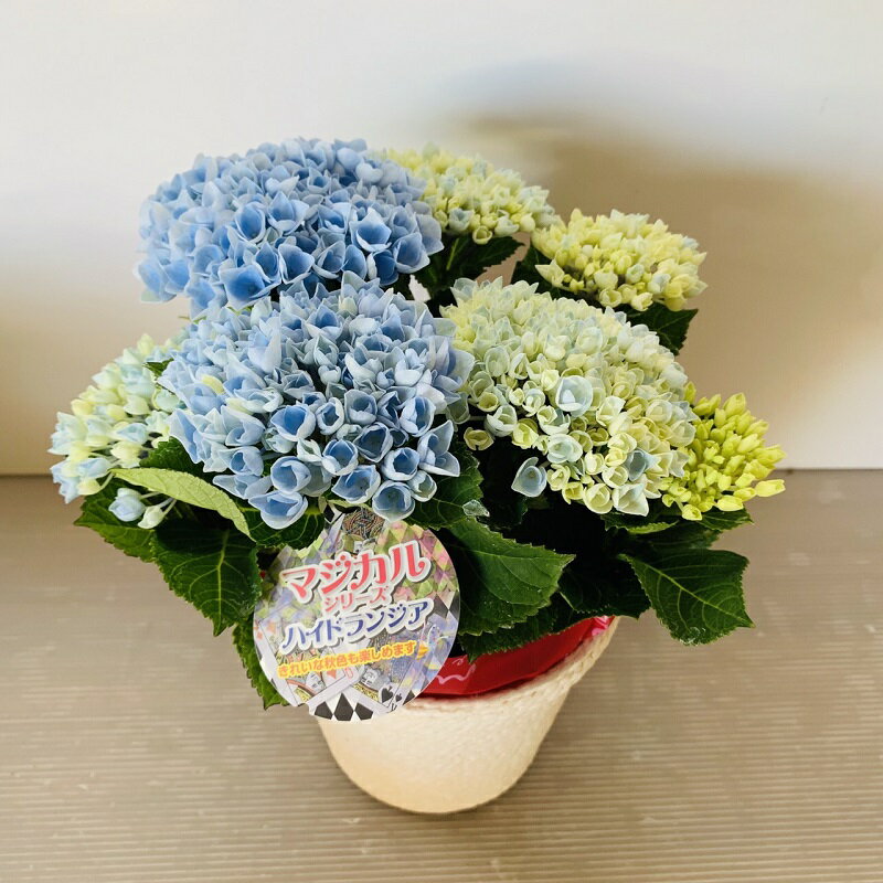 母の日に贈る紫陽花 アジサイ 人気 おすすめランキング25選 21年版 ベストプレゼントガイド