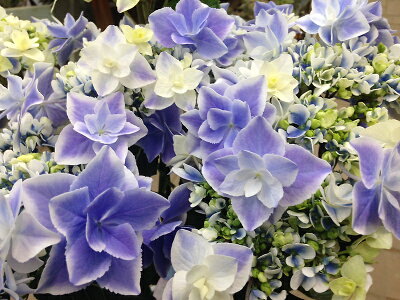 【母の日フラワーギフト】【送料無料】アジサイ 鉢植え 新品種「銀河」 あじさい 紫陽花 母の日 プレゼント ギフト 贈り物 鉢花 ガーデニング 誕生日 お礼