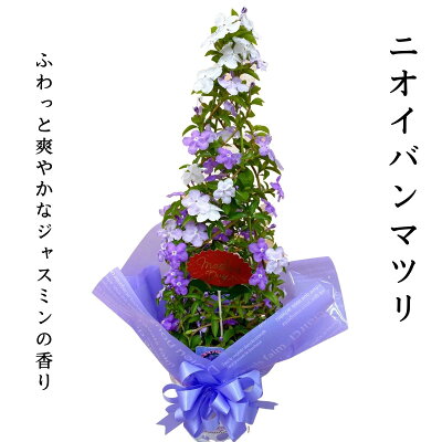 母の日 【爽やかな香り! ニオイバンマツリ アメリカジャスミン 鉢植え タワー仕立て 5号 】 母の日ギフト プレゼント ギフト 人気 おすすめ ジャスミン 贈り物 花 生花 珍しい 希少 鉢 鉢花 誕生日 お礼 お祝い 父の日 結婚祝い 2022 送料無料