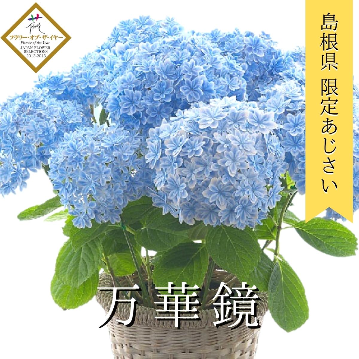 紫陽花 アジサイ 母の日プレゼント 人気ランキング23 ベストプレゼント