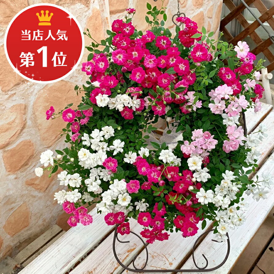 母の日に人気のバラ 22選 鉢植えや花束などのおすすめや花言葉もご紹介 ベストプレゼントガイド