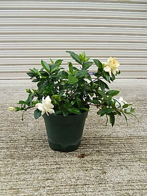 2022年クチナシのお花をプレゼントに6月開花予定苗とてもいい香りのギフト八重咲きクチナシポット苗 ギフト ガーデニア 八重咲きクチナシ 5号鉢 贈り物 プレゼント 花 鉢植え