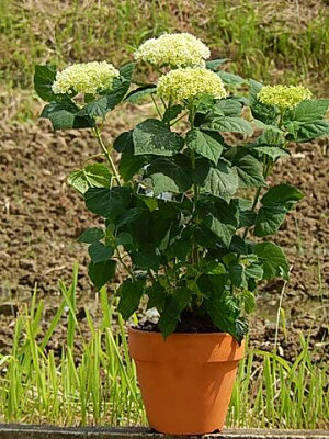 アナベルアジサイ4月までは【剪定後でのお届けとなります】プレゼントにおすす2022年6月開花の遅咲アジサイアジサイ鉢植えアジサイアナベル鉢植えアナベル紫陽花